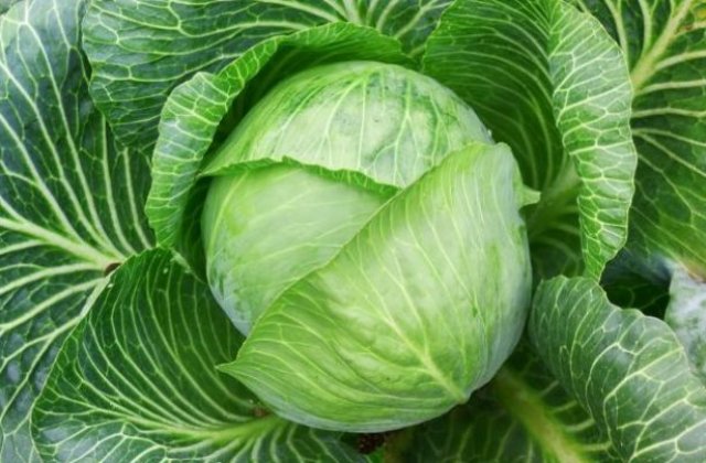 [VIDEO] Veti fi surprinsi! Priviti cum se face varza in Japonia