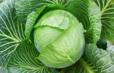  Video  Veti fi surprinsi! Priviti cum se face varza in Japonia