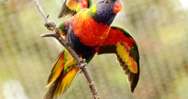  Top  Explozie de culoare! Cele mai superbe pasari, cu un colorit magnific