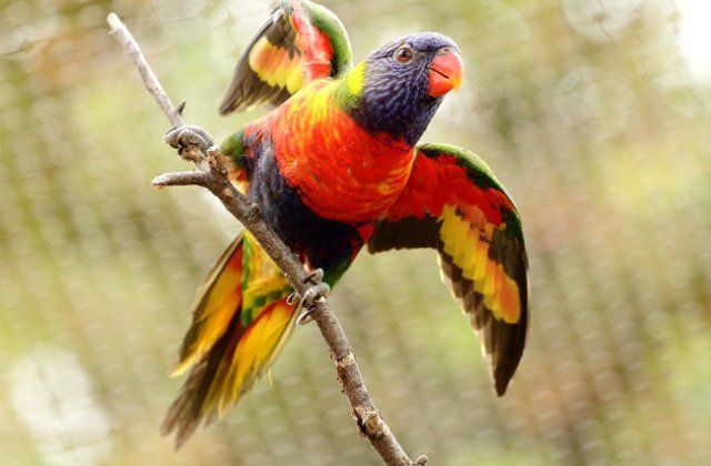 Explozie de culoare! Cele mai superbe pasari, inzestrate de natura cu un colorit magnific