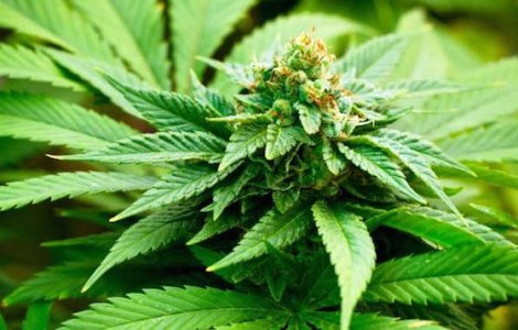 Spania a legalizat cultivarea domestica de canabis