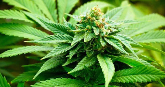 Spania a legalizat cultivarea domestica de canabis