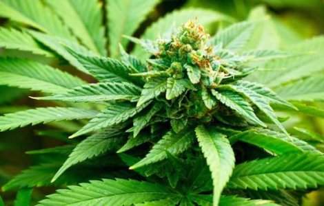 Spania a legalizat cultivarea domestica de canabis