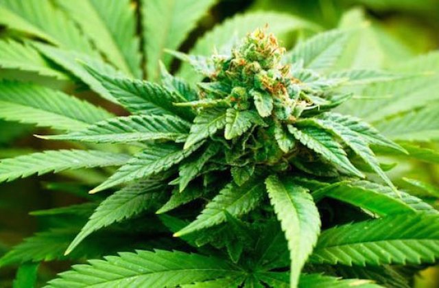 Spania a legalizat cultivarea domestica de canabis