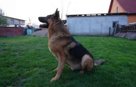 La Arad, cainele politist Jake, scos la licitatie