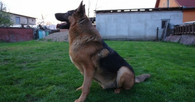 La Arad, cainele politist Jake, scos la licitatie