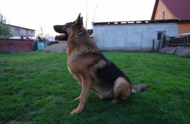 La Arad, cainele politist Jake, aflat in serviciu de un deceniu, a fost casat si scos la licitatie cu 200 de lei