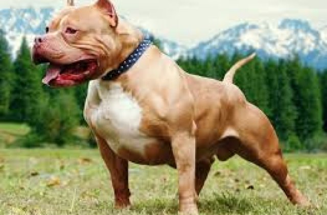 Cainii pitbull vor fi interzisi in Montreal
