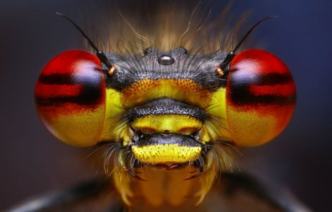  Top  Mici, dar devastatoare. TOP 10 cele mai periculoase creaturi din lume