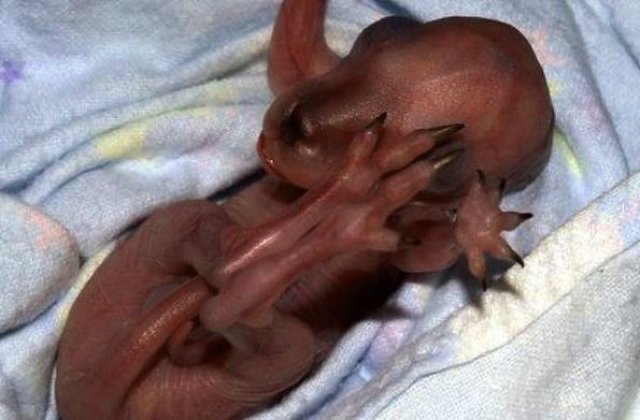 Oamenii de stiinta coreeni au clonat un dinozaur