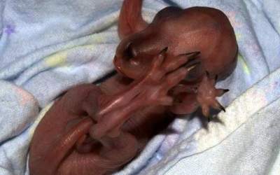 Oamenii de stiinta coreeni au...