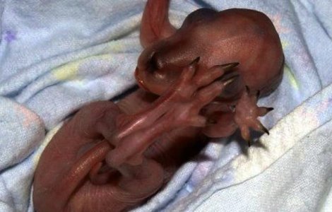 Oamenii de stiinta coreeni au clonat un dinozaur