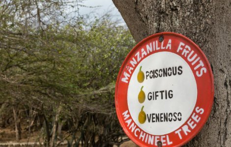 Copacul mortii: o simpla atingere poate fi fatala