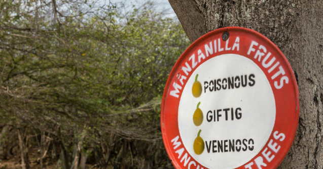 Copacul mortii: o simpla atingere poate fi fatala