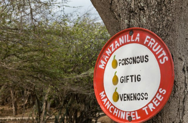 [FOTO] Copacul mortii: o simpla atingere poate fi fatala