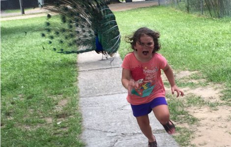 Amuzant: O fetita fuge speriata de un paun. Imaginea a ajuns virala