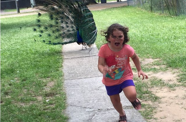 [FOTO] Amuzant: O fetita fuge speriata de un paun. Imaginea a ajuns virala