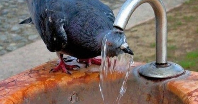 Scapam de ploi, dar se intoarce arsita