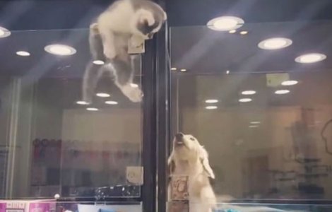 Aceasta pisica a evadat pentru a fi alaturi de un catelus