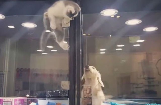 [VIDEO] Aceasta pisica a evadat pentru a fi alaturi de un catelus