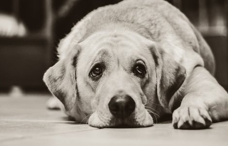  Top  Tristetea din ochii celor mai buni prieteni ai omului, in cele mai induiosatoare imagini