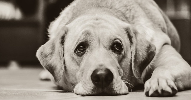  Top  Tristetea din ochii celor mai buni prieteni ai omului, in cele mai induiosatoare imagini