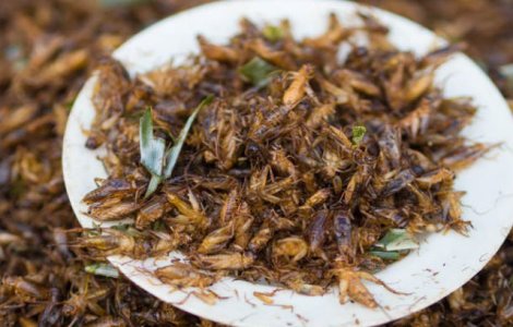  Top  TOP 10 cele mai bizare si dezgustatoare feluri de mancare din lume