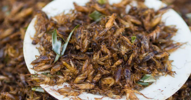  Top  TOP 10 cele mai bizare si dezgustatoare feluri de mancare din lume