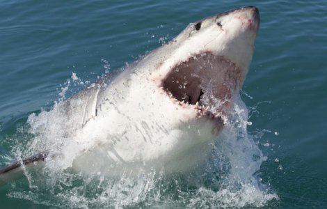 Momentul terifiant in care un rechin sare din apa