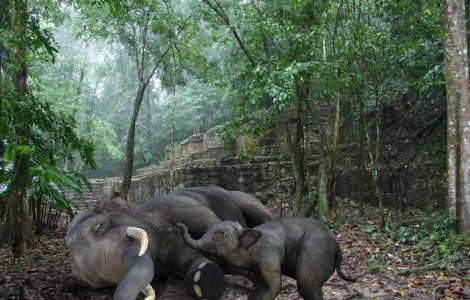  Video  Imagini sfasietoare! Un pui de elefant incearca sa-si trezeasca mama ucisa