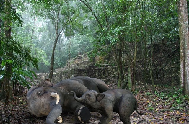 [Video] Imagini sfasietoare! Un pui de elefant incearca sa-si trezeasca mama ucisa