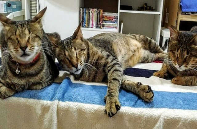 [FOTO] Nimeni nu voia aceste trei pisicute oarbe. Ce s-a intamplat apoi