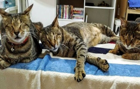  Foto  Nimeni nu voia aceste trei pisicute oarbe. Ce s-a intamplat apoi