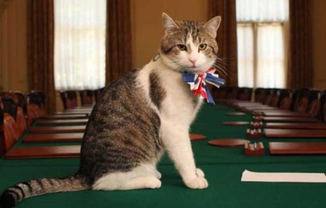 Motanul Larry, "The Chief Mouser", nu va fi evacuat din resedinta din Downing Street Nr.10 din Londra