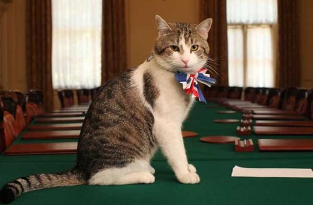 Motanul Larry, "The Chief Mouser", nu va fi evacuat din resedinta din Downing Street Nr.10 din Londra