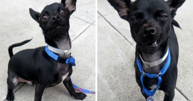 A vrut sa impresionez viitorii stapani cu aceste foto. Ce a iesit