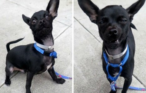 A vrut sa impresionez viitorii stapani cu aceste foto. Ce a iesit