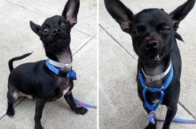 [FOTO] A vrut sa impresionez viitorii stapani cu aceste fotografii. Ce a iesit, de fapt