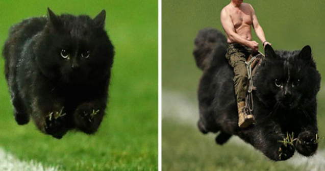 O pisica a intrat pe teren la un meci de rugby. Ce s-a intamplat apoi