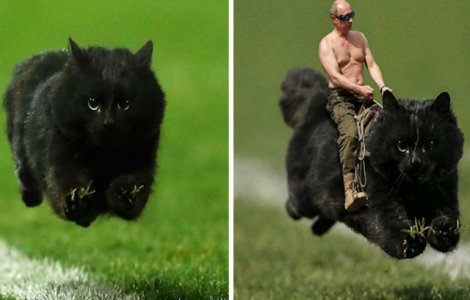 O pisica a intrat pe teren la un meci de rugby. Ce s-a intamplat apoi