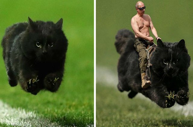 [FOTO] O pisica a intrat pe teren la un meci de rugby. Cum a reactionat internetul