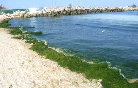 Zeci de mii de tone de alge stranse pe litoral