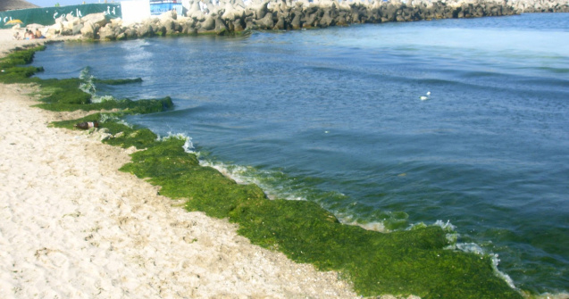 Zeci de mii de tone de alge stranse pe litoral