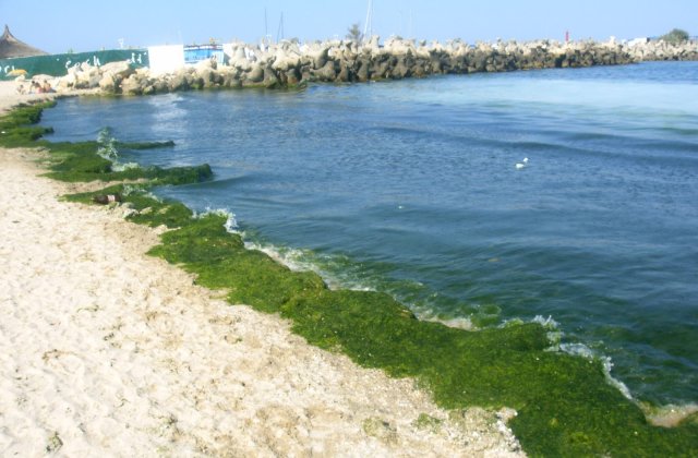 Zeci de mii de tone de alge stranse pe litoral si amenzi de zeci de mii de lei aplicate operatorilor