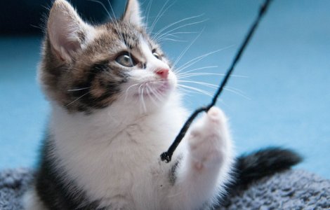  Top  Te vor cuceri definitiv! Cele mai jucause animale, in imagini amuzante