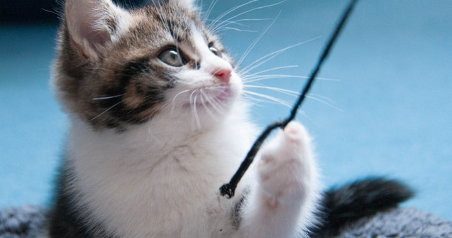  Top  Te vor cuceri definitiv! Cele mai jucause animale, in imagini amuzante