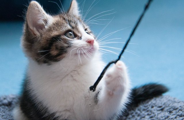 Te vor cuceri definitiv! Cele mai jucause animale, in imagini amuzante