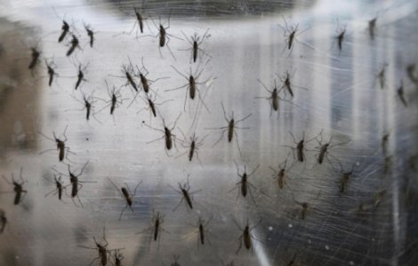 Al doilea caz de infectare cu virusul Zika in Romania, la un baiat de 10 ani care a venit din Guyana Franceza