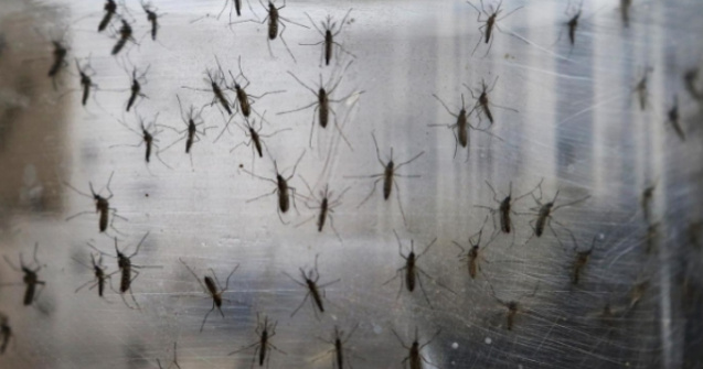 Al doilea caz de infectare cu virusul Zika in Romania, la un baiat de 10 ani care a venit din Guyana Franceza
