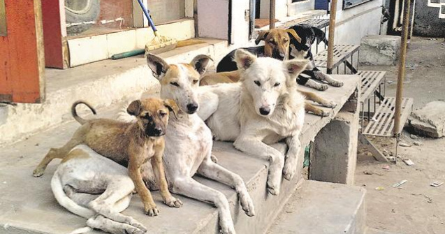 O fetita de 12 ani a fost salvata de la viol de caini maidanezi